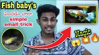 #GuppyFish Fry Fast Growth : Teraa Guppy Fish Food : Aquarium World Telugu