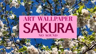 Sakura • Background Wallpaper • No Sound [4K]