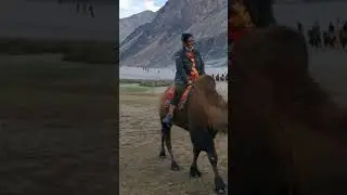 Ladakh | Camel ride in Ladakh | North India | #travel | #shorts | #titbitnews
