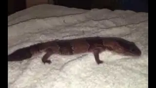 Exotic Pet Rescue