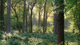Virtual Nature (Mindfulness) Walk With No Music Or Talking In The Wimbledon Common/South West London