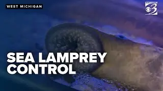 Pest control: Invasive sea lamprey control efforts begin along the Paw Paw River