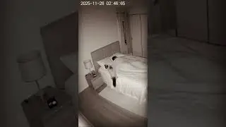 Chat Siamois noir et myst&eacute;rieux dans une chambre &ndash; Vid&eacute;o surveillance nocturne effrayante #cat #bab