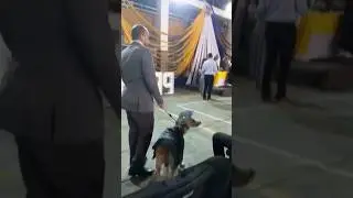 Эта собака окончила среднюю школу 👏