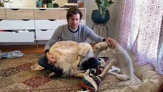 Episode 8 - Owning a Borzoi (puppy) - Potty Training 💩