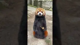 Red panda so cute #redpanda #redpanda夕消 #animals #cute #panda #cuteanimals #animalkingdom