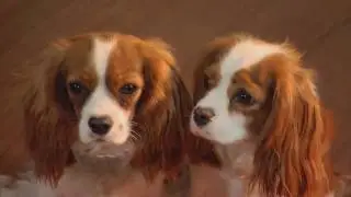 Titanic Branson's Molly and Carter Poop Deck Commercial