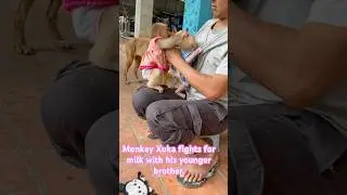 Monkey Xuka fights for milk with his younger brother. #monkey