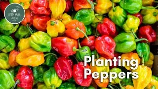 Planting Peppers 🌶️ | Tips for Sweet & Hot Varieties with Brew Turner at North Haven Gardens