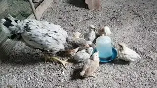 MAVİCİ CİVCİVLERE İKİLİ KARMA AŞI  YAPTIM . İKİLİ KARMA AŞI NEDİR NEDEN YAPILIR ?