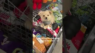 Доггио, вот так, мой крутой