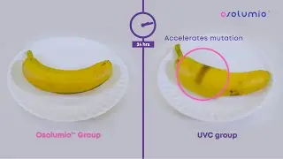 [RENUBIO Lab] Experiment #2 on banana mutation