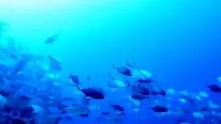 Tubbataha Reef - MV Solitude One- Schools of Jacks