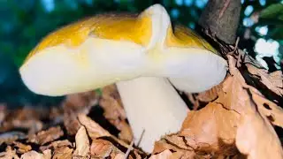 FUNGHI PORCINI 2022➖ LE FUNGAIE NON TRADISCONO. ( BIG BOY ⬆️ )