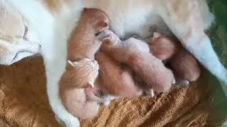 A good mom cat is feeding milk for her beloved baby kittens they are so adorable 