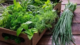 Herb Garden Essentials: What to Grow & How
