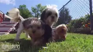 Petland Breeders Care As Much As You Do (2019)