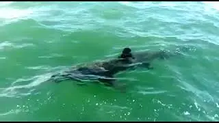 This 12ft shark was spotted 1 mile off the Cromer coast!