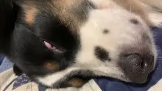 Dog&rsquo;s eyes roll back for brushes