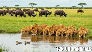 Tranquil Forest Animals in 4K &ndash; Relaxing Soundscapes for Stress Relief | 4K African Wildlife