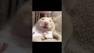 Guinepig #Guinepig#funny