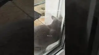 3 cats: coming home differently... #cat