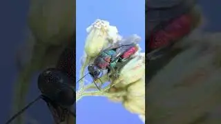 Cuckoo wasp Hedychrum rutilans. #cuckoowasp #hedychrumrutilans.