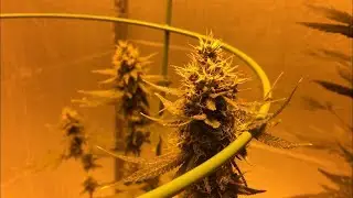 Gorilla Glue week 8 flower