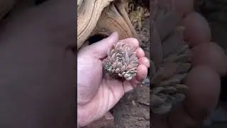 How to Make an ExoTerra Bioactive Desert Vivarium using Josh&rsquo;s Frogs substrate.