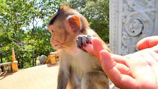Baby monkey BELA, Why you look so smart and adorable like this?