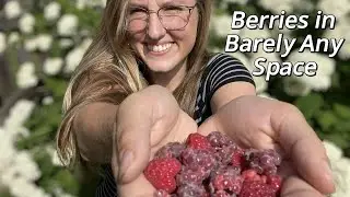 Best berry plants for small space or backyard homestead