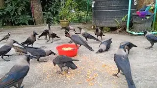 Most Beautiful Crow Video With huge food | Crow sound of kaka - Angry kauwa ki awaaz &alpha;46