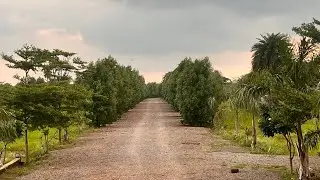 Plot for Sale in Gujra | Near Kalinga University | Naya Raipur | Starting ₹650/sqft Call: 7008396515