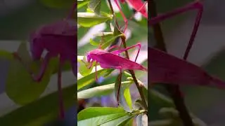 Rare Pink Grasshopper: Nature&rsquo;s Colorful Surprise