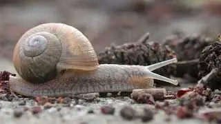 A young vineyard snail