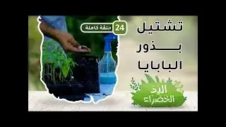 تشتيل بذور البابايا بطريقة مبسطة/عامر العويسي - ح24 - اليد الخضراء