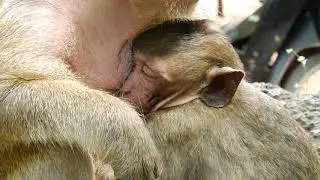 Has ha ha.....Big​ monkey polino at the request milk from mom!