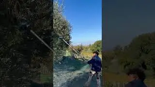 Raccolta olive 2025