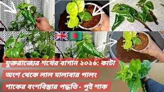 UK Hobby Gardening 2026: Red Malabar Spinach Propagation Methods from Cuttings - Lal Pui Shak