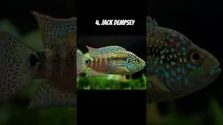 Best Monster fish for 4 feet tank