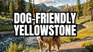 Yellowstone with Dogs: Rules, Tips & Itinerary for Pet Owners