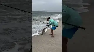 Sandbar shark wrangling jones beach long island #sharkfishing #shark #longisland