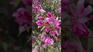Floral Background