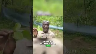 Секреты &laquo;Листка жизни&raquo; раскрыты! 🌿🤯