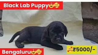 Black lab puppies for sale in bangalore          #dogforsale #dogsale #doginbengaluru😍🥰