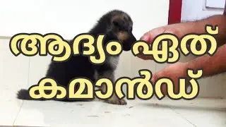 Pre-training Preperations : commands to begin with : GSD puppy : LAZE MEDIA : Dog training malayalam