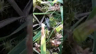 Black ant with a fly - Svartur maur me&eth; flugu - Fer&eth;alag &iacute; Englandi