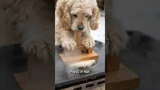 🍳Today's Menu : Cocker Spaniel&rsquo;s Hotteok
