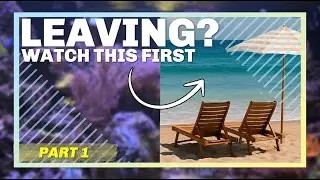 Before You Leave Your Reef Tank for Vacation - Do THIS First