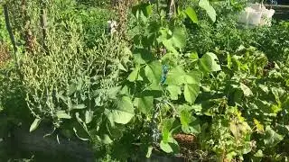 Diversity in the garden